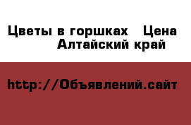 Цветы в горшках › Цена ­ 1 000 - Алтайский край  »    